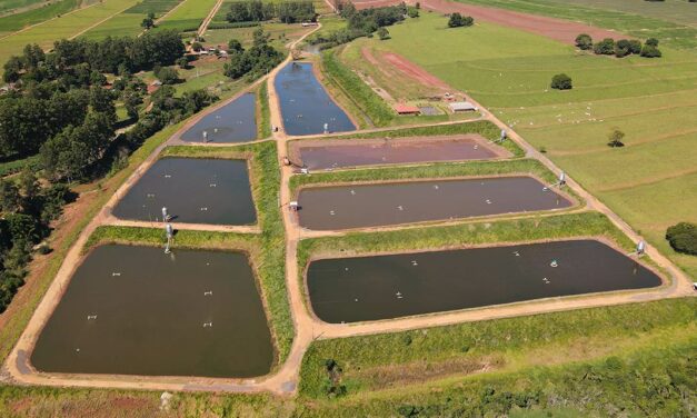 Criação de camarões e peixes tem ganhos produtivos com a biotecnologia