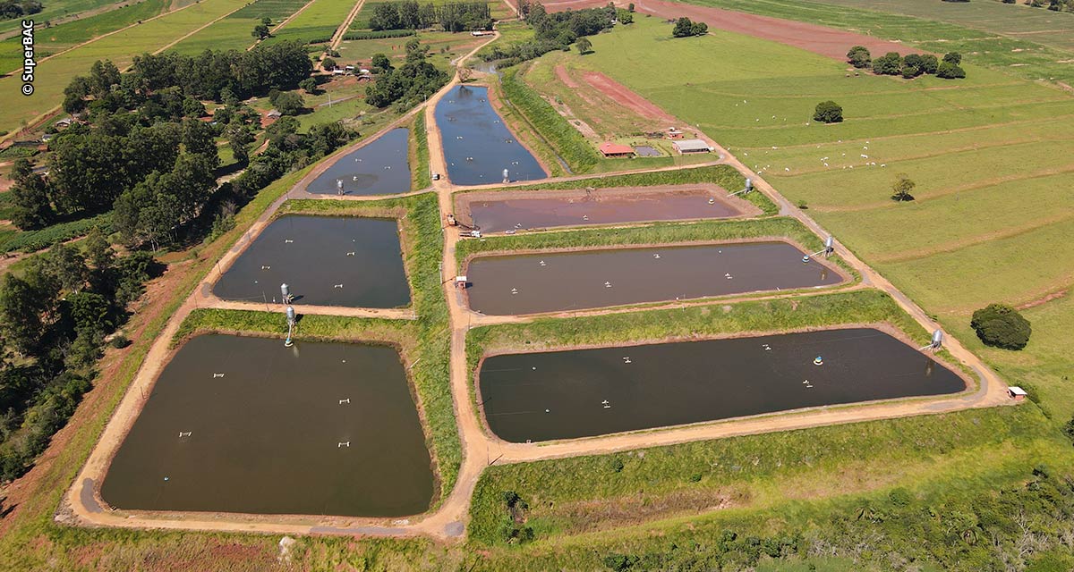 Criação de camarões e peixes tem ganhos produtivos com a biotecnologia