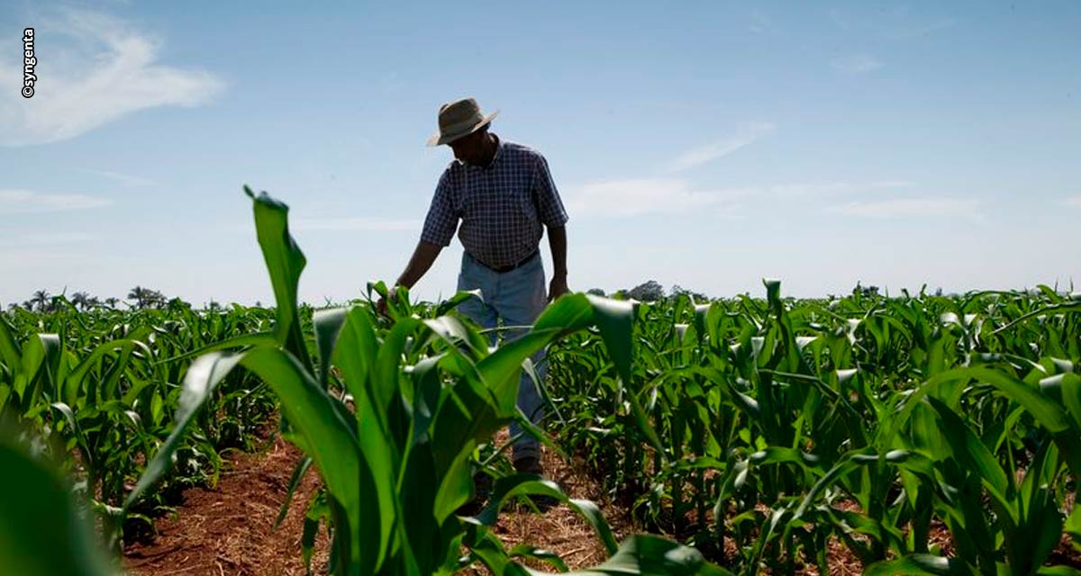 No Dia do Agricultor, a Syngenta Proteção de Cultivos celebra iniciativas desenvolvidas em prol da evolução sustentável da agricultura brasileira