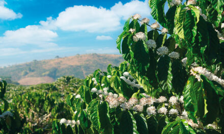 Produtores investem em tecnologias biológicas contra doenças e pragas do cafeeiro