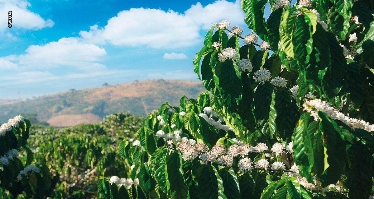 Produtores investem em tecnologias biológicas contra doenças e pragas do cafeeiro