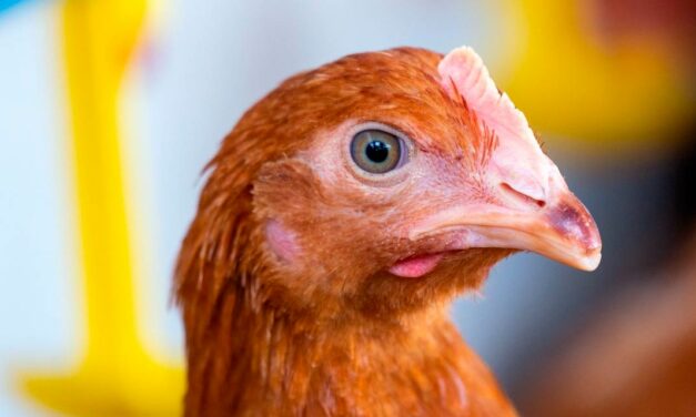 Zoetis realiza estudos de campo que comparam desempenho de vacinas em frangos de corte