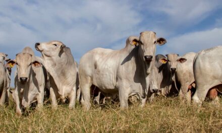 Otimização de lotes de bovinos no confinamento contribui para a maior rentabilidade no negócio