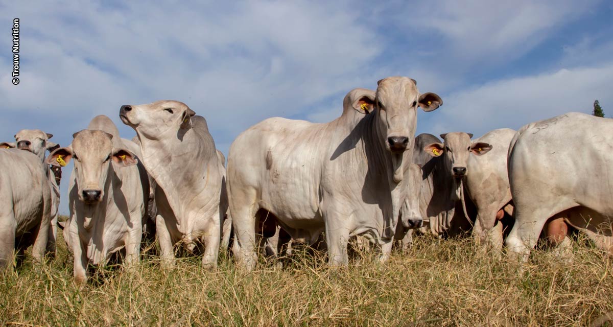 Otimização de lotes de bovinos no confinamento contribui para a maior rentabilidade no negócio