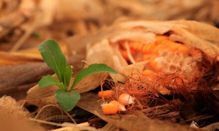 Atraso na colheita do milho segunda safra pode reduzir período de entressafra e dificultar manejo de plantas daninhas