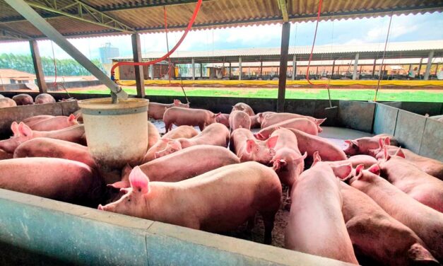 Melhoria de desempenho na fase de terminação será discutida no Simpósio Brasil Sul de Suinocultura