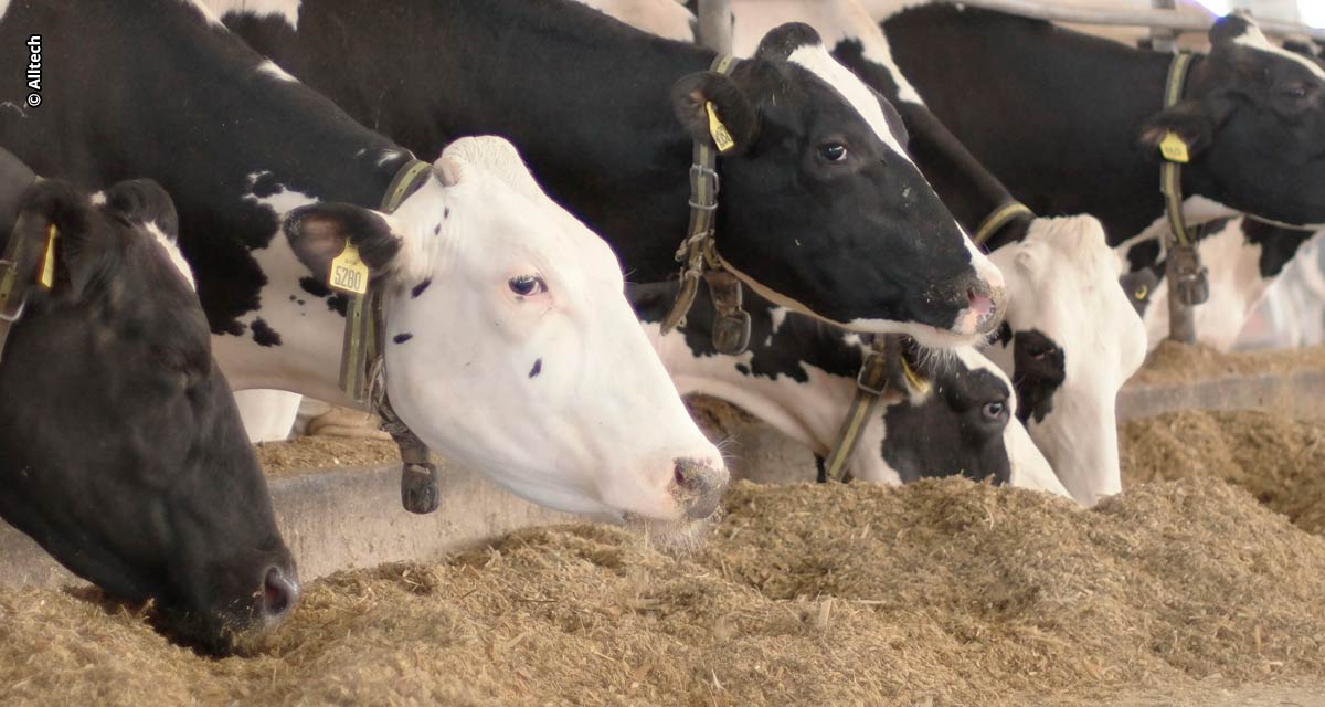 Soluções biotecnológicas maximizam produtividade do rebanho leiteiro