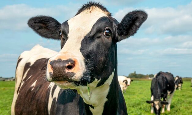 Auster Nutrição Animal fortalece sua linha de sucedâneos lácteos na Agroleite