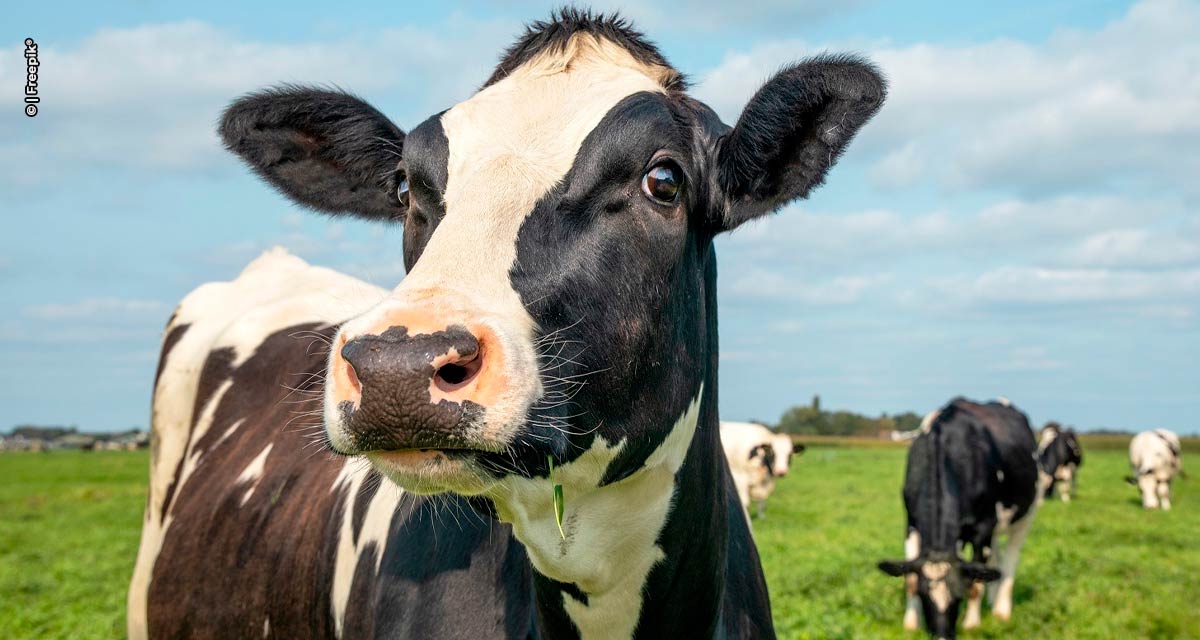 Auster Nutrição Animal fortalece sua linha de sucedâneos lácteos na Agroleite