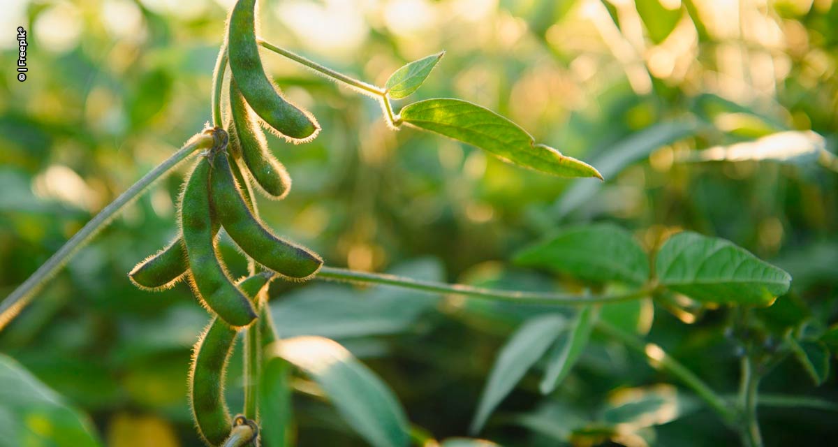 Instituições de pesquisa e Bayer apontam estratégias para minimizar efeitos da anomalia da soja