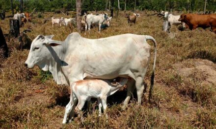 Uso de suplementos minerais proteinados acelera ganho de peso do rebanho na seca