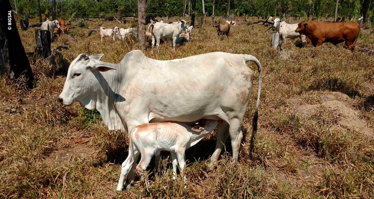 Uso de suplementos minerais proteinados acelera ganho de peso do rebanho na seca