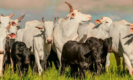 Controle estratégico de parasitas garante desempenho do gado e evita prejuízos financeiros