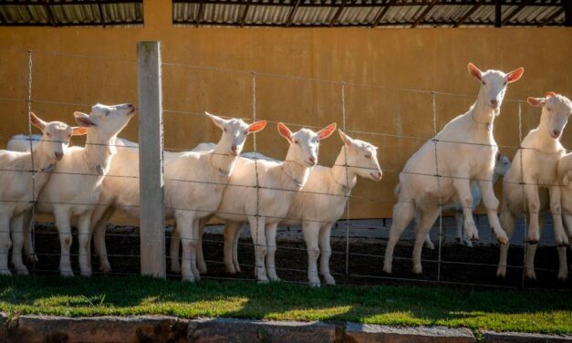 Leite de cabra possui 12% menos lactose do que o leite de vaca, diz especialista