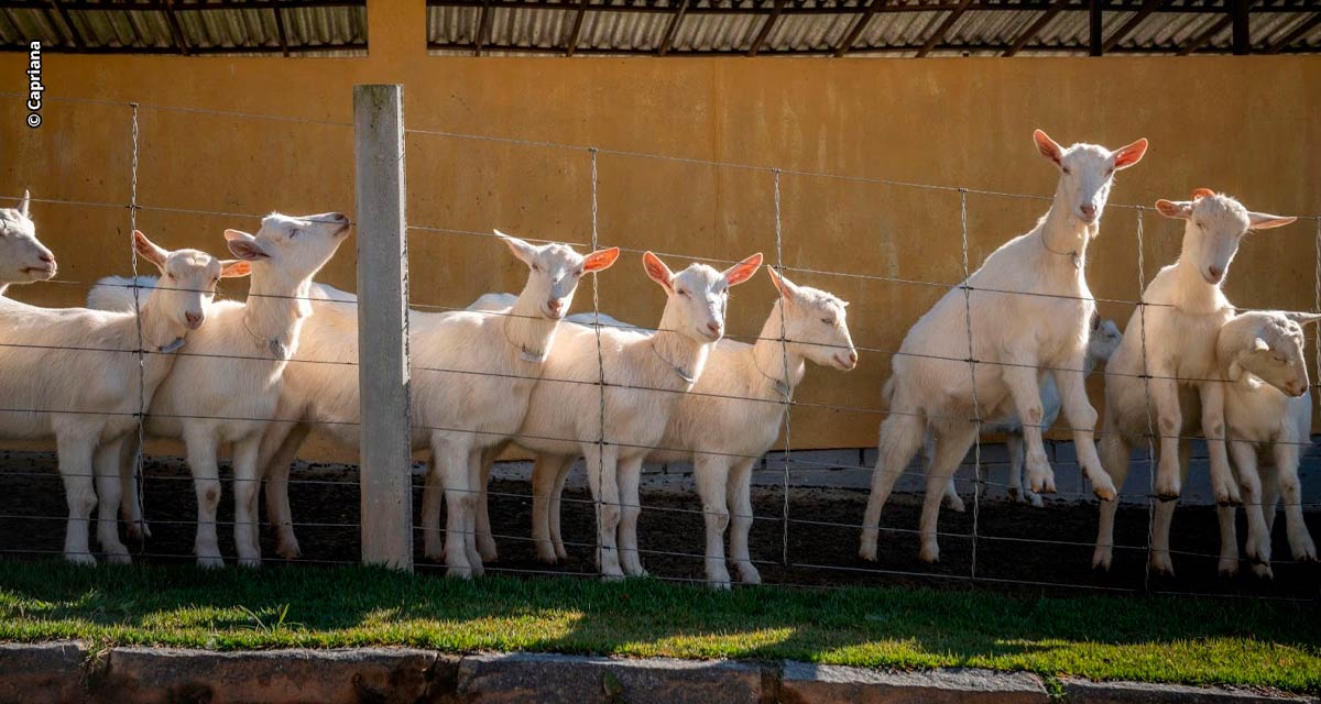 Leite de cabra possui 12% menos lactose do que o leite de vaca, diz especialista