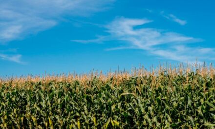 Corteva Agriscience apresenta websérie “Da lavoura para Vida” sobre boas práticas agrícolas em diferentes culturas