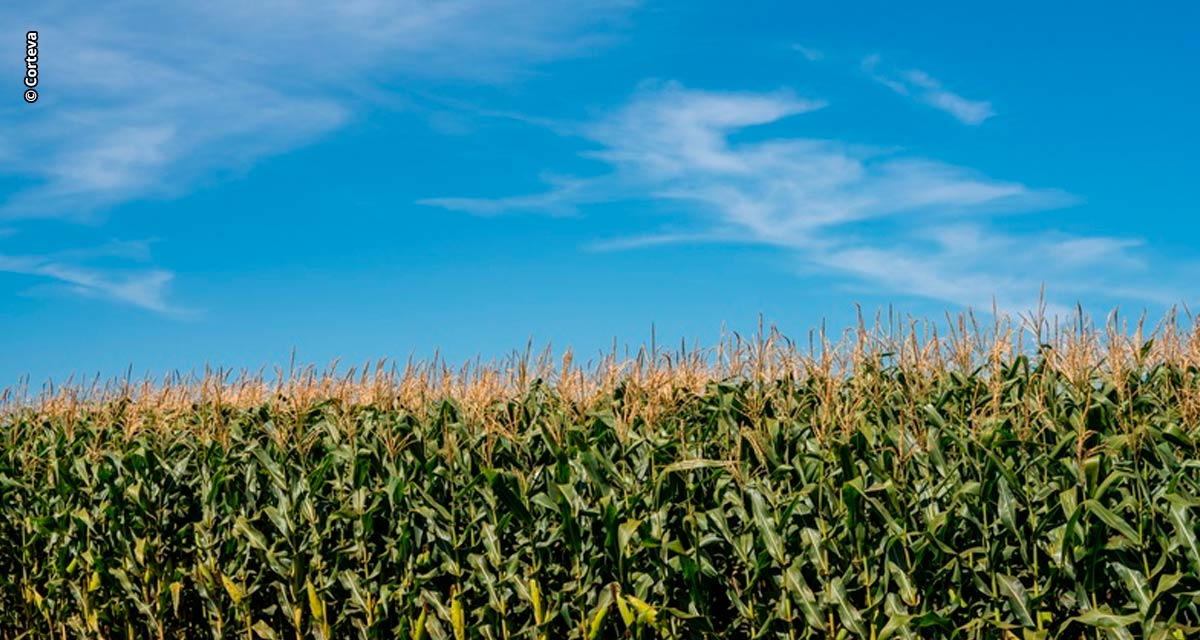 Corteva Agriscience apresenta websérie “Da lavoura para Vida” sobre boas práticas agrícolas em diferentes culturas