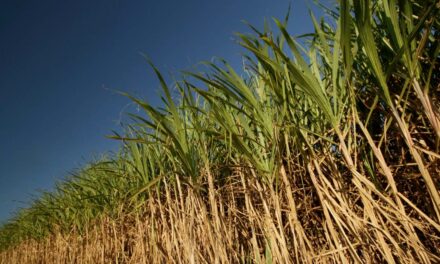El Niño deixa canaviais mais úmidos e verdes e canavicultor deve investir no manejo com maturadores e herbicidas