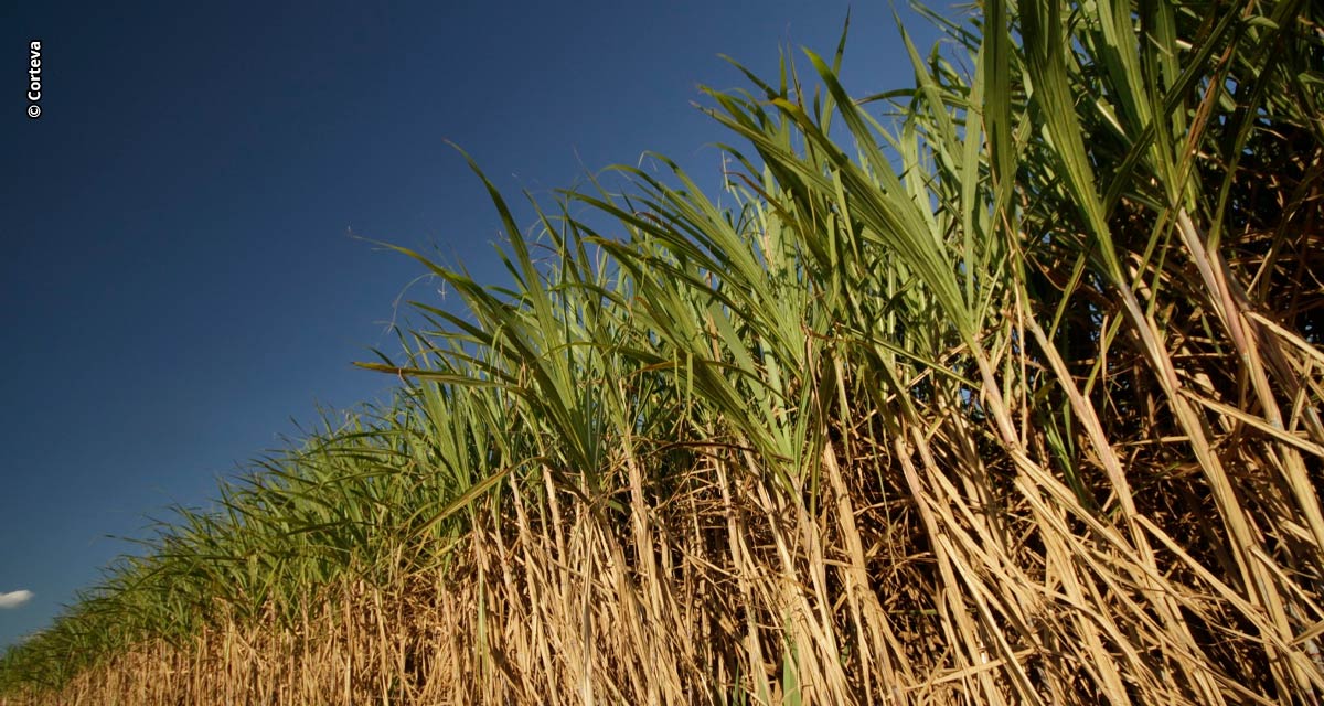 El Niño deixa canaviais mais úmidos e verdes e canavicultor deve investir no manejo com maturadores e herbicidas