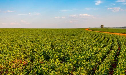 Escolha correta de herbicidas é fundamental para o bom desempenho produtivo da lavoura de soja