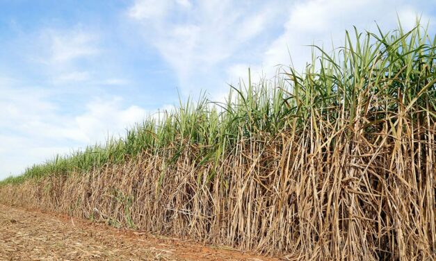 Setor de bioenergia ganha eficiência com aplicação da geotecnologia