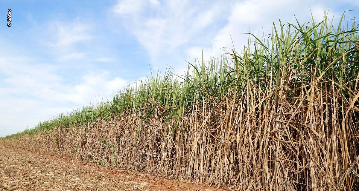 Setor de bioenergia ganha eficiência com aplicação da geotecnologia