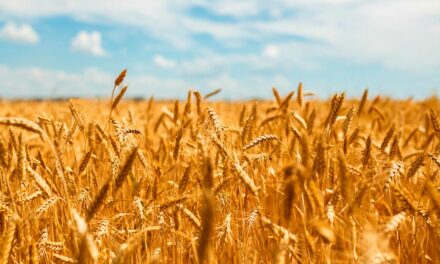 Os segredos da crescente produtividade do trigo do cerrado