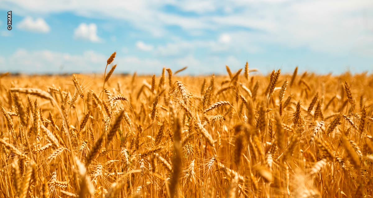 Os segredos da crescente produtividade do trigo do cerrado
