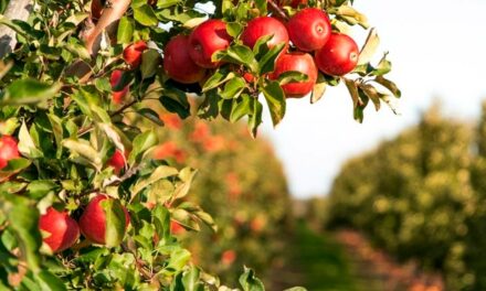 Contribuição das abelhas para a produção de frutos de maçã