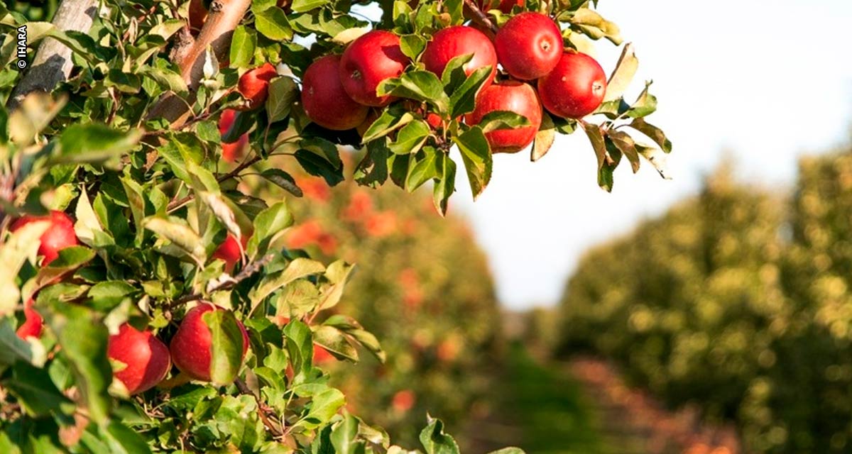 Contribuição das abelhas para a produção de frutos de maçã