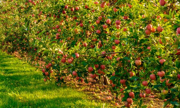 Fitoreguladores potencializam lucros no cultivo da maçã