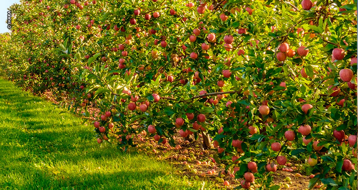 Fitoreguladores potencializam lucros no cultivo da maçã