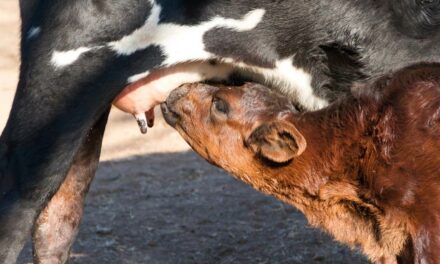 Taxa de mortalidade de bezerros por diarreia infecciosa chega a 34% no mundo segundo Embrapa