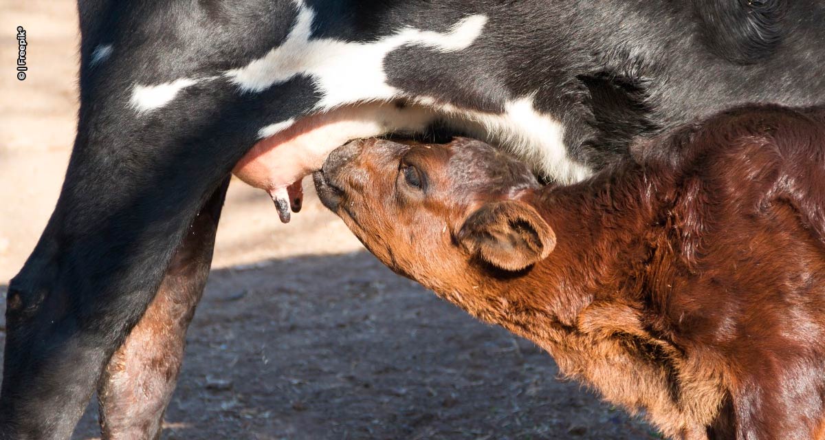 Taxa de mortalidade de bezerros por diarreia infecciosa chega a 34% no mundo segundo Embrapa