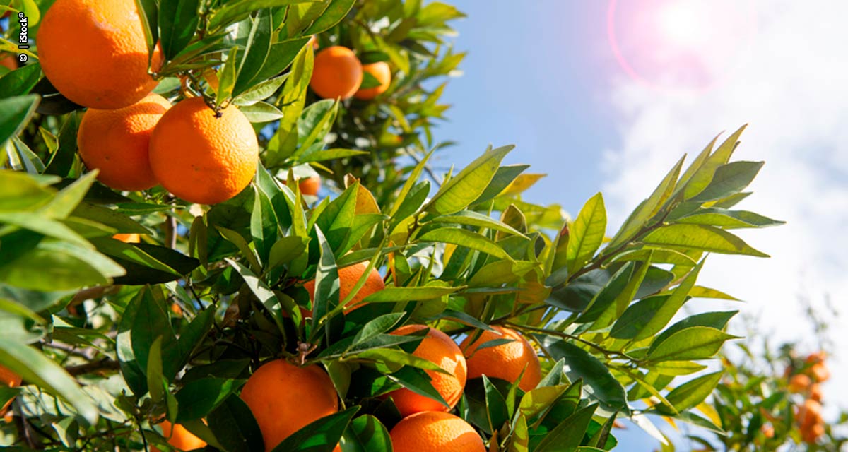 Valor Bruto da Produção Agropecuária de 2023 é atualizado em R$ 1,135 trilhão