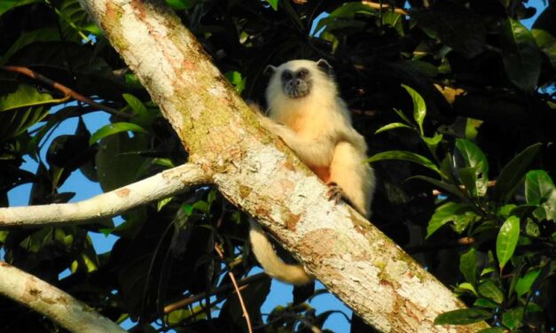 Tarauacá, no Acre, é palco do maior projeto de preservação ambiental da América Latina