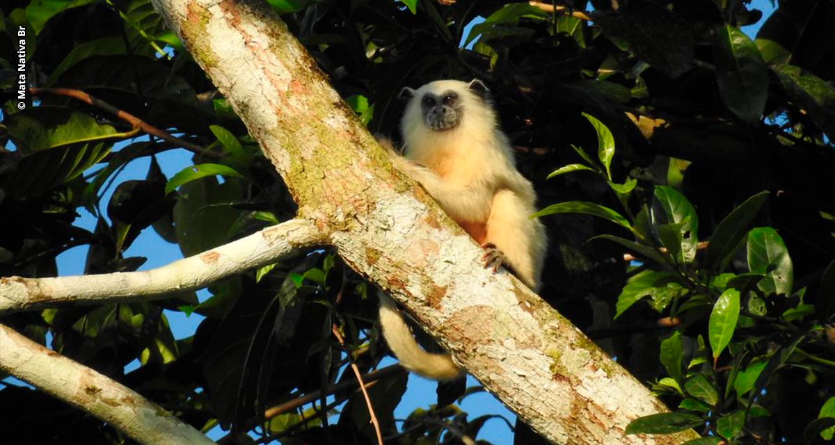 Tarauacá, no Acre, é palco do maior projeto de preservação ambiental da América Latina