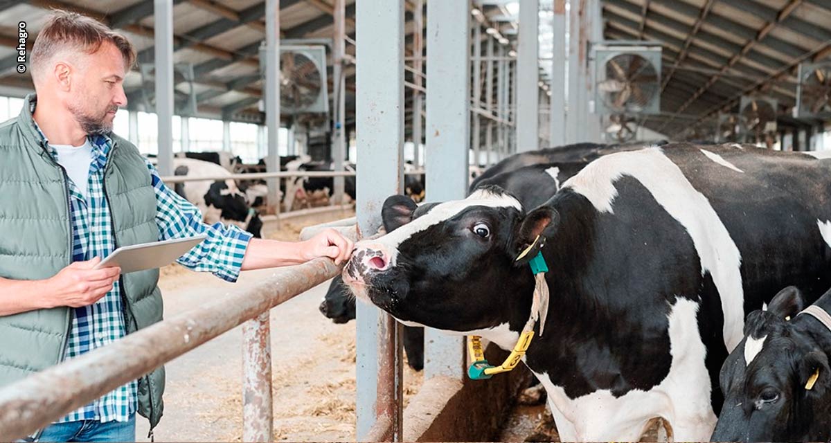 Rehagro lança o Rehsult, plataforma para impulsionar o trabalho do consultor na pecuária leiteira