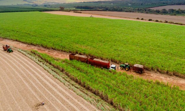 SP expande produtividade da cana-de-açúcar com tecnologia, pesquisa e clima favorável