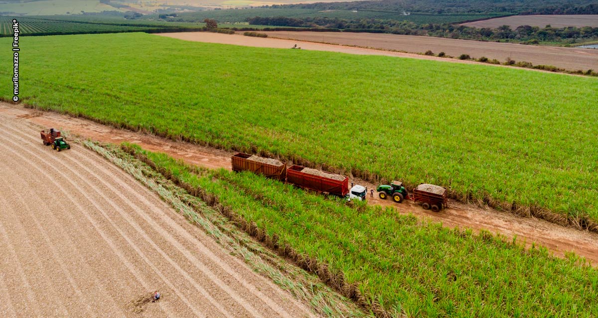 SP expande produtividade da cana-de-açúcar com tecnologia, pesquisa e clima favorável