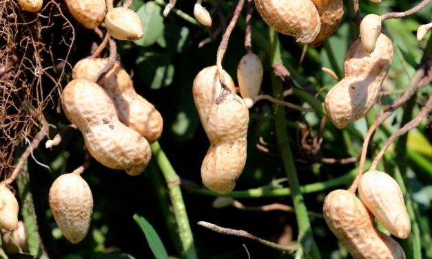 Pesquisas do IAC apontam oito razões para plantar amendoim direto na palha