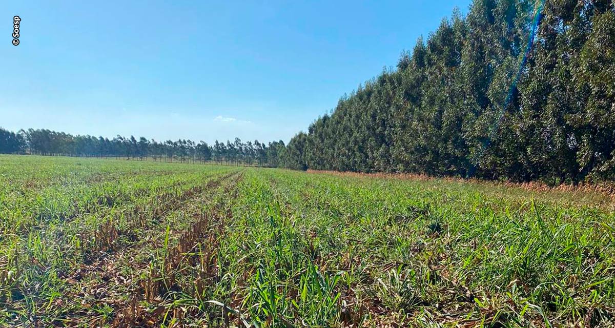 Propriedade paranaense tem redução de custos na agricultura e alta produtividade na pecuária com ILPF