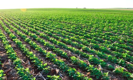 Programa Reverte, iniciativa que visa recuperar solos degradados, alcança o marco de R$ 500 milhões em créditos liberados aos agricultores