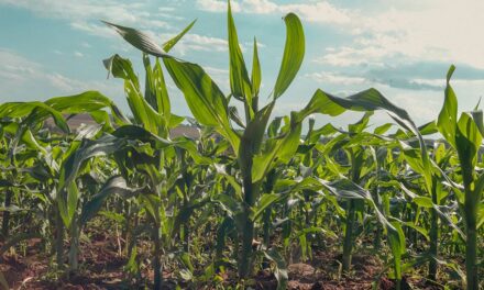 Boas práticas agrícolas são a chave para a elevada produtividade na lavoura