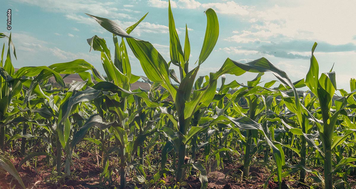 Boas práticas agrícolas são a chave para a elevada produtividade na lavoura