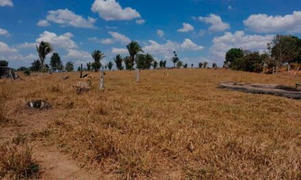 Como recuperar e manter o escore das vacas durante a seca na região Norte?