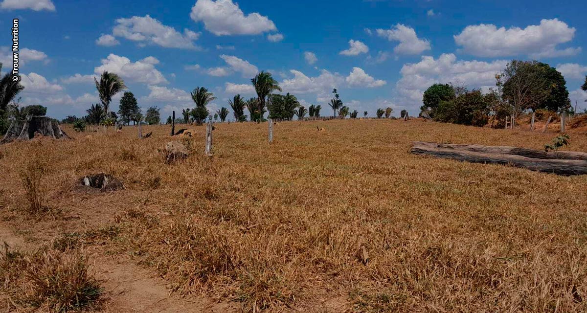 Como recuperar e manter o escore das vacas durante a seca na região Norte?