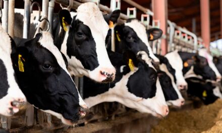 Síndrome do intestino permeável aumenta gasto energético das vacas leiteiras e reduz rentabilidade do produtor