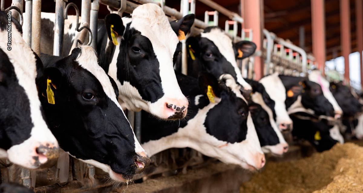 Síndrome do intestino permeável aumenta gasto energético das vacas leiteiras e reduz rentabilidade do produtor