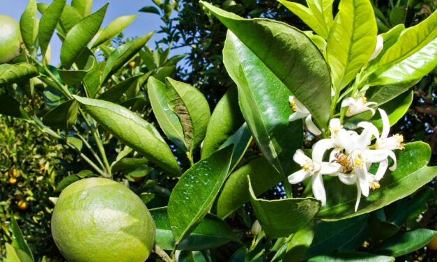 Inseticida da ADAMA tem ampliação de registro para pragas de difícil controle em frutíferas e vegetais